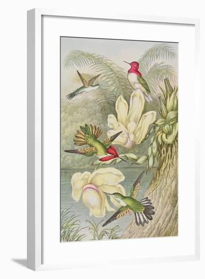 Humming Birds Among Tropical Flowers-null-Framed Giclee Print