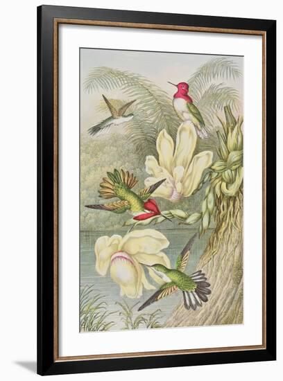 Humming Birds Among Tropical Flowers-null-Framed Giclee Print