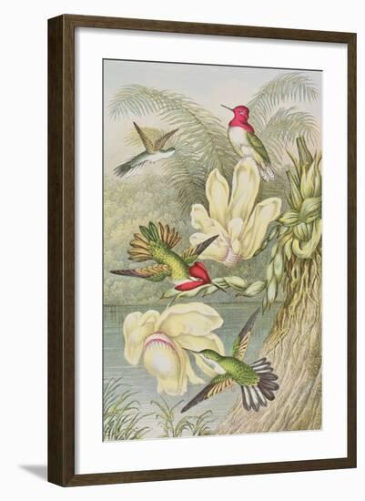 Humming Birds Among Tropical Flowers-null-Framed Giclee Print