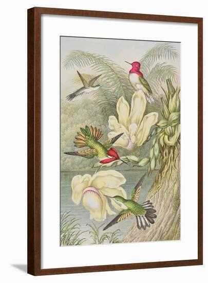 Humming Birds Among Tropical Flowers-null-Framed Giclee Print