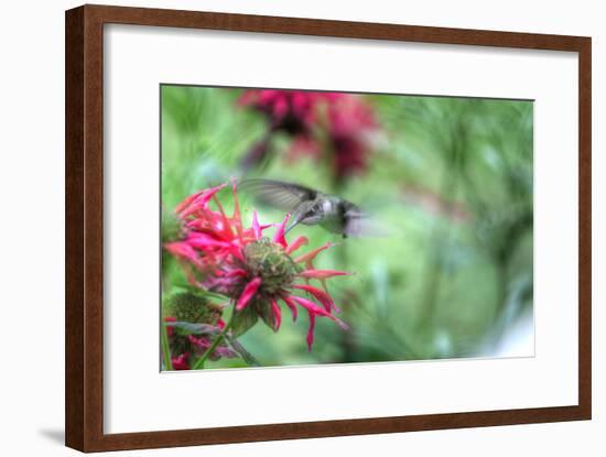 Hummingbird 1-Robert Goldwitz-Framed Photographic Print