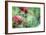 Hummingbird 1-Robert Goldwitz-Framed Photographic Print