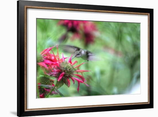 Hummingbird 1-Robert Goldwitz-Framed Photographic Print