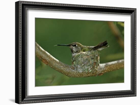 Hummingbird 2-Lee Peterson-Framed Photographic Print