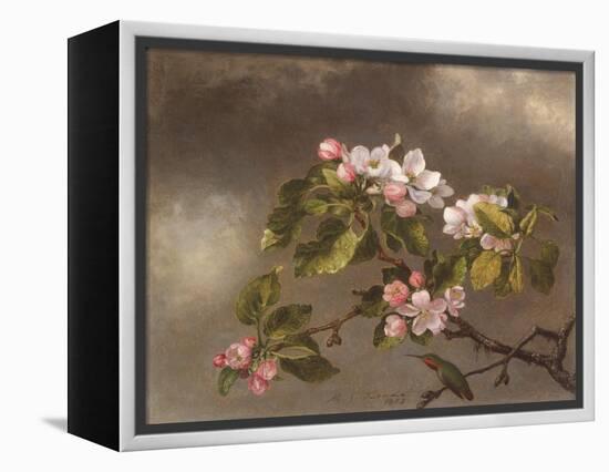 Hummingbird and Apple Blossoms, 1875-Martin Johnson Heade-Framed Premier Image Canvas