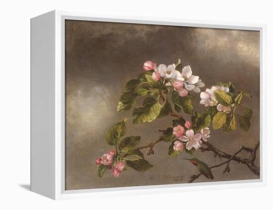 Hummingbird and Apple Blossoms, 1875-Martin Johnson Heade-Framed Premier Image Canvas