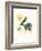 Hummingbird and Bloom I-Mulsant & Verreaux-Framed Art Print