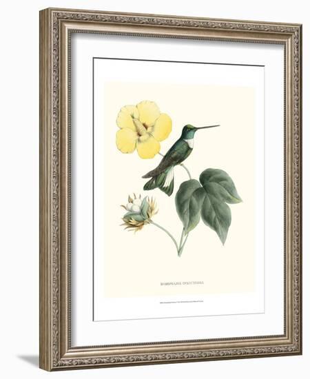 Hummingbird and Bloom I-Mulsant & Verreaux-Framed Art Print