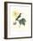 Hummingbird and Bloom I-Mulsant & Verreaux-Framed Art Print