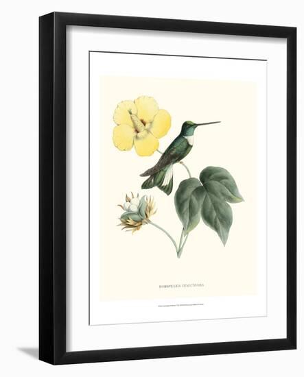 Hummingbird and Bloom I-Mulsant & Verreaux-Framed Art Print