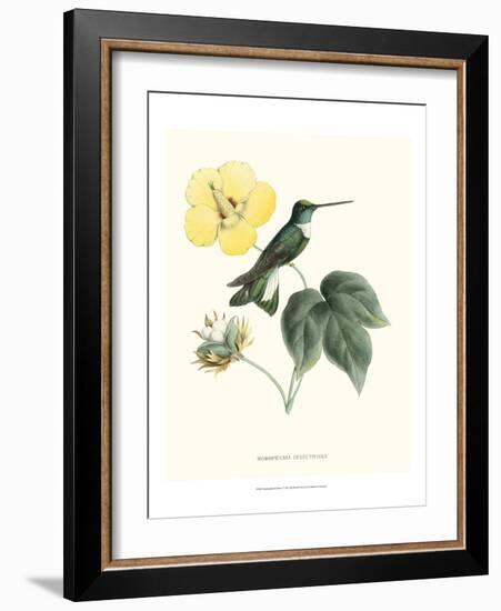 Hummingbird and Bloom I-Mulsant & Verreaux-Framed Art Print