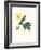Hummingbird and Bloom I-Mulsant & Verreaux-Framed Art Print