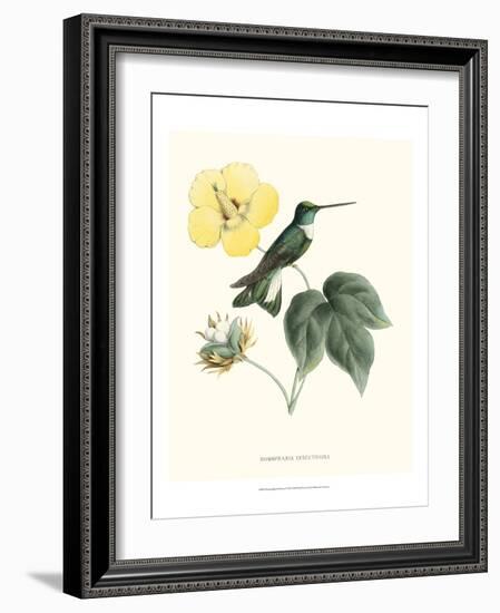 Hummingbird and Bloom I-Mulsant & Verreaux-Framed Art Print