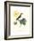 Hummingbird and Bloom I-Mulsant & Verreaux-Framed Art Print