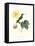 Hummingbird and Bloom I-Mulsant & Verreaux-Framed Stretched Canvas