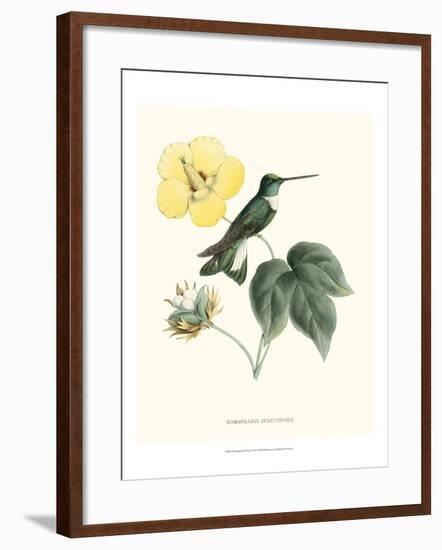 Hummingbird and Bloom I-Mulsant & Verreaux-Framed Art Print