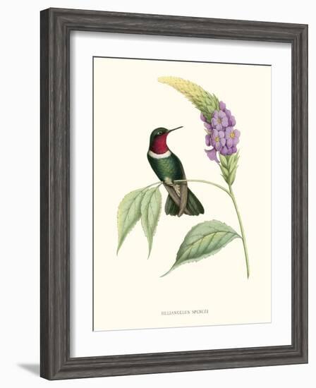 Hummingbird and Bloom II-Mulsant & Verreaux-Framed Art Print