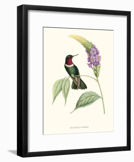 Hummingbird and Bloom II-Mulsant & Verreaux-Framed Art Print