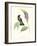 Hummingbird and Bloom II-Mulsant & Verreaux-Framed Art Print