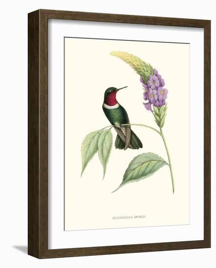 Hummingbird and Bloom II-Mulsant & Verreaux-Framed Art Print