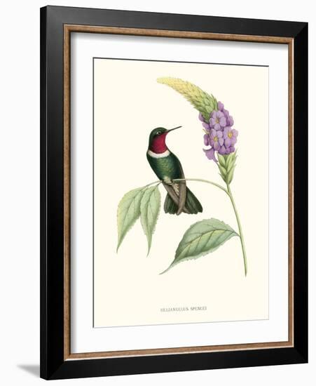 Hummingbird and Bloom II-Mulsant & Verreaux-Framed Art Print