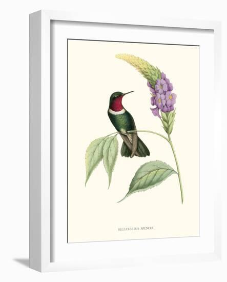 Hummingbird and Bloom II-Mulsant & Verreaux-Framed Art Print