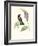 Hummingbird and Bloom II-Mulsant & Verreaux-Framed Art Print