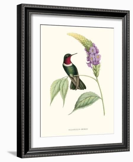 Hummingbird and Bloom II-Mulsant & Verreaux-Framed Art Print