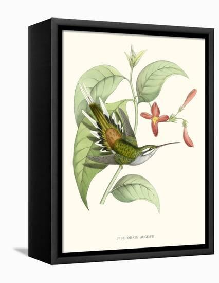 Hummingbird and Bloom III-Mulsant & Verreaux-Framed Stretched Canvas