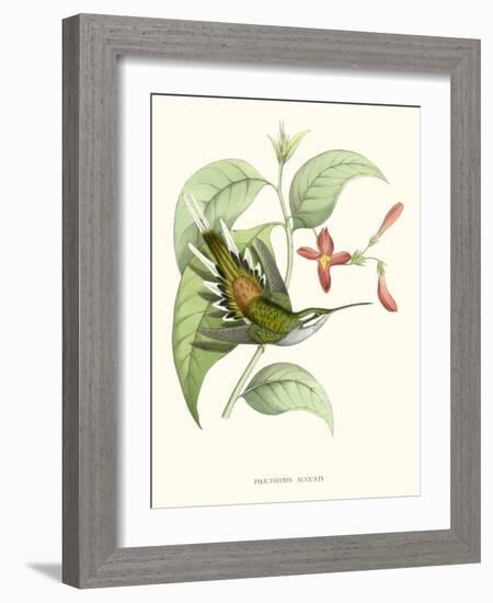 Hummingbird and Bloom III-Mulsant & Verreaux-Framed Art Print