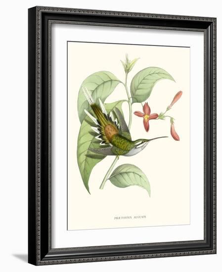 Hummingbird and Bloom III-Mulsant & Verreaux-Framed Art Print