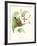 Hummingbird and Bloom III-Mulsant & Verreaux-Framed Art Print