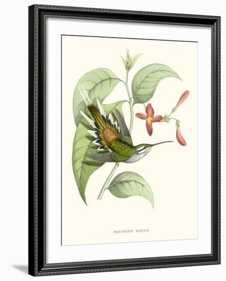 Hummingbird and Bloom III-Mulsant & Verreaux-Framed Art Print