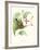 Hummingbird and Bloom III-Mulsant & Verreaux-Framed Art Print