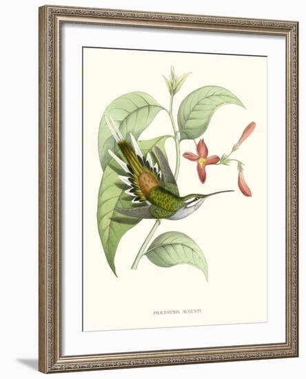 Hummingbird and Bloom III-Mulsant & Verreaux-Framed Art Print