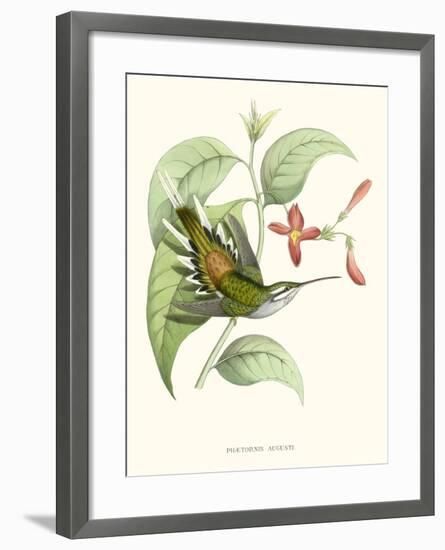 Hummingbird and Bloom III-Mulsant & Verreaux-Framed Art Print