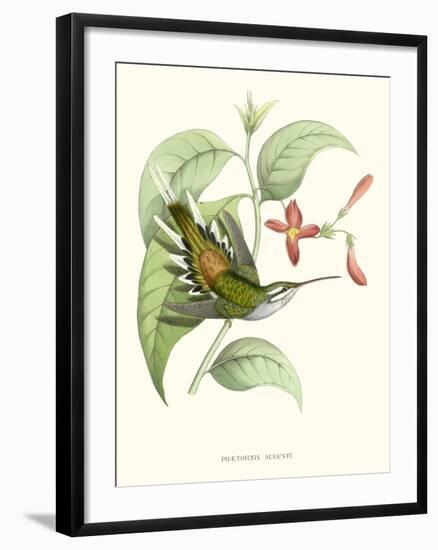 Hummingbird and Bloom III-Mulsant & Verreaux-Framed Art Print