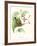 Hummingbird and Bloom III-Mulsant & Verreaux-Framed Art Print