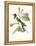 Hummingbird and Bloom IV-Mulsant-Framed Stretched Canvas