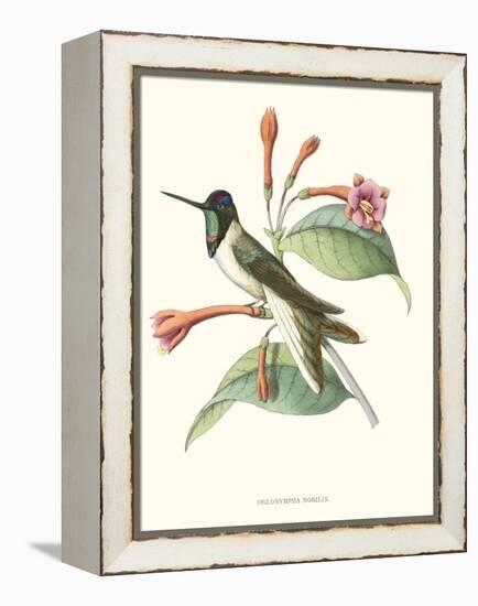 Hummingbird and Bloom IV-Mulsant-Framed Stretched Canvas