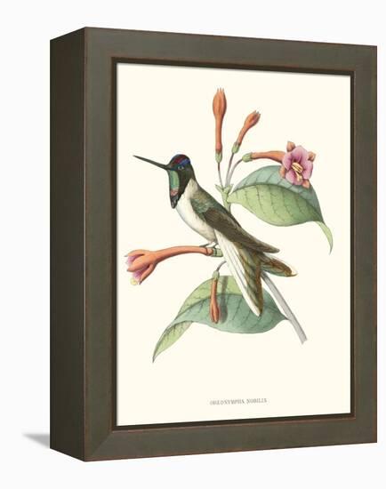 Hummingbird and Bloom IV-Mulsant-Framed Stretched Canvas