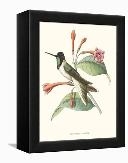 Hummingbird and Bloom IV-Mulsant-Framed Stretched Canvas