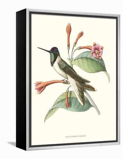 Hummingbird and Bloom IV-Mulsant-Framed Stretched Canvas