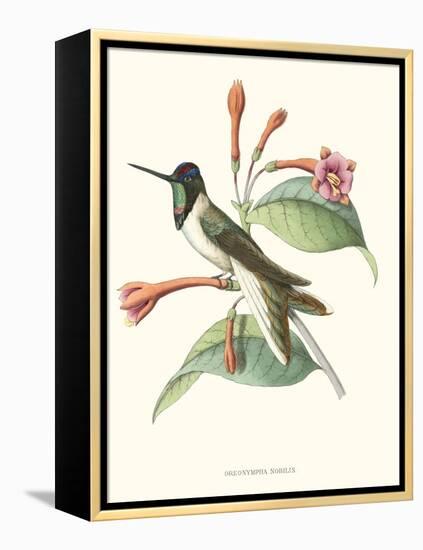 Hummingbird and Bloom IV-Mulsant-Framed Stretched Canvas