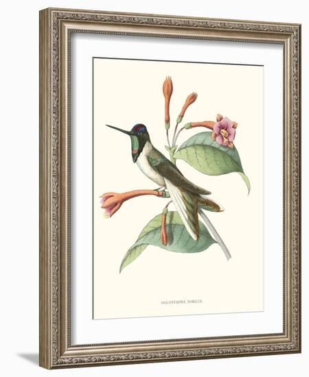 Hummingbird and Bloom IV-Mulsant-Framed Art Print