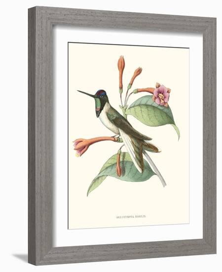 Hummingbird and Bloom IV-Mulsant-Framed Art Print