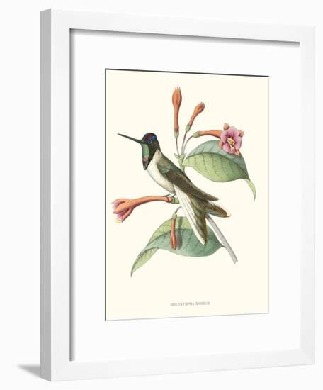 Hummingbird and Bloom IV-Mulsant-Framed Art Print