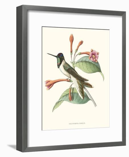 Hummingbird and Bloom IV-Mulsant-Framed Art Print