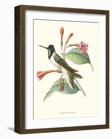 Hummingbird and Bloom IV-Mulsant-Framed Art Print