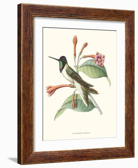 Hummingbird and Bloom IV-Mulsant-Framed Art Print